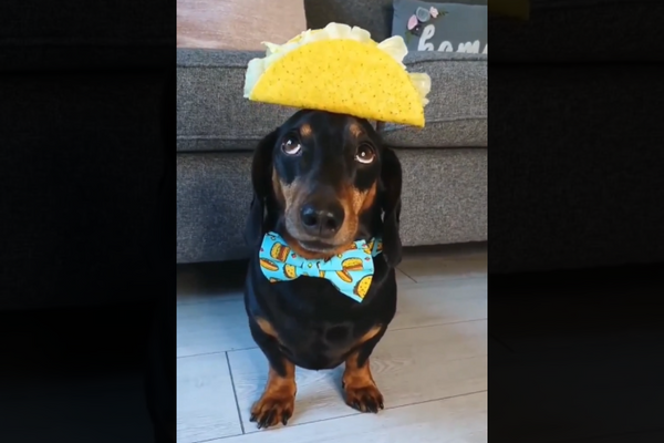 A Dog Looks Cute Performing The Perfect Balancing Act With A Taco On Its Head
