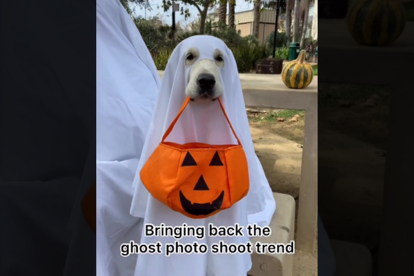 Cute Golden Retriever Dog Dressed In ‘ghost Trend’ For Halloween