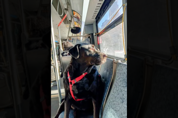 Famous Bus-Riding Dog And Seattle ‘icon’ Dies