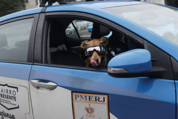 A Police Dog In Brazil Becomes An Internet Phenomenon
