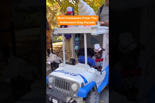 Xem: Video Những Trang Phục Đẹp Nhất Tại Lễ diễu hành Chó Halloween khiến mọi người thích thú