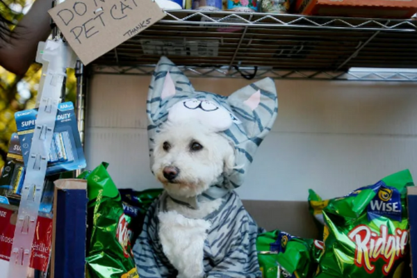 Behold, Cute Dogs In Halloween Costumes
