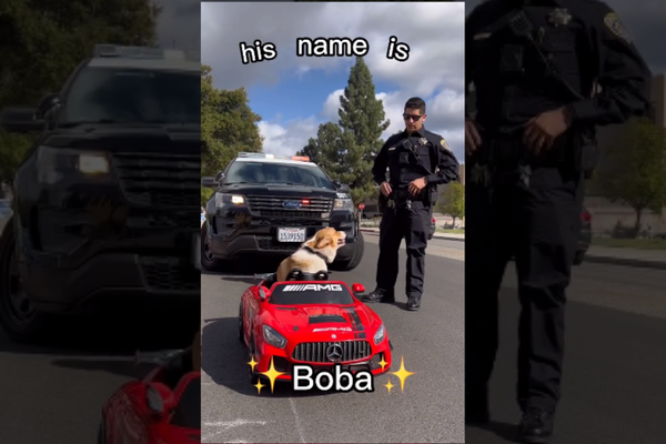 Watch Viral Video: Cute Pet Corgi Dog ‘Runs Away From The Cops’ In Its Car