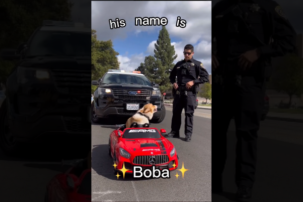 Cute Pet Corgi Dog ‘Runs Away From The Cops’ In Its Car