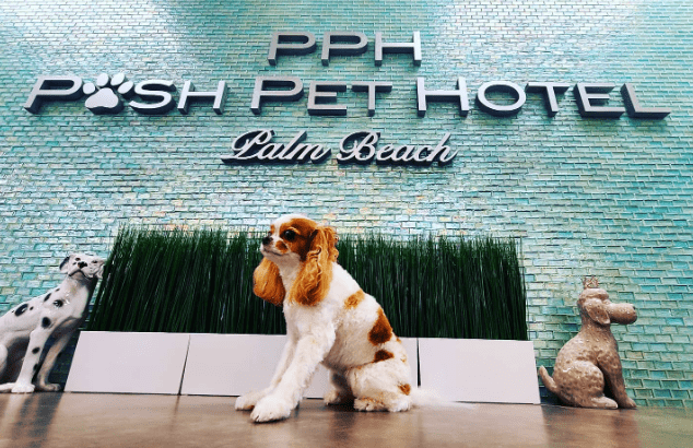 Khách sạn Posh Pet 