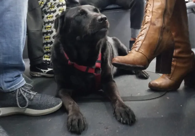 Con chó cưỡi xe buýt nổi tiếng và ‘biểu tượng’ của Seattle qua đời