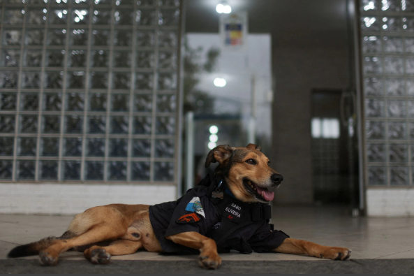 Một chú chó cảnh sát ở Brazil trở thành một hiện tượng Internet