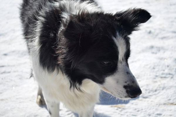 Thông tin về giống chó Yakutian Laika