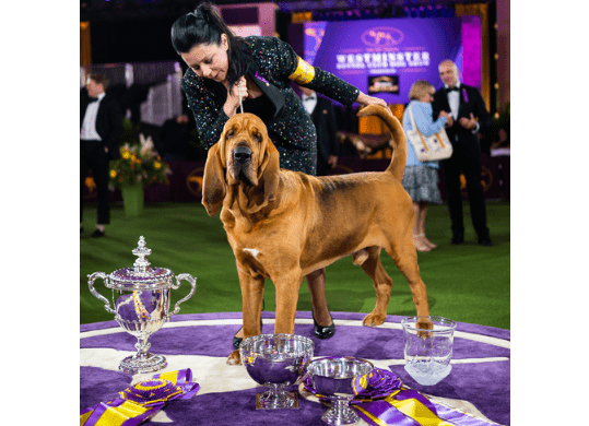 147th Annual Westminster Kennel Club Dog Show Location & Date Announced