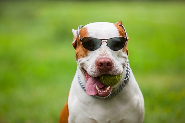 Adorable funny dog wearing sunglasses.