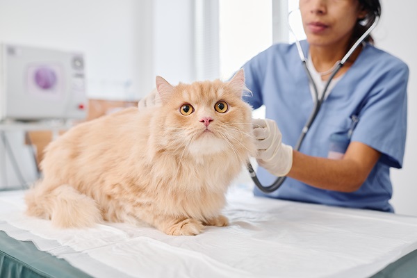 Most Common Cat Health Problems