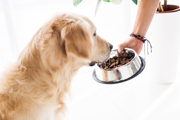 6 Things to Consider When Buying Dog Food and Accessories Online