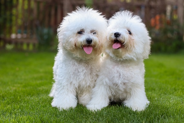 7 Dog Breeds with A Hypoallergenic Coat That Doesn’t Shed