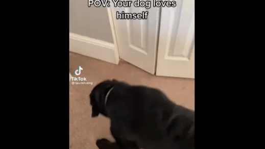A Cute Dog Gets Excited to See Its Own Reflection in The Mirror