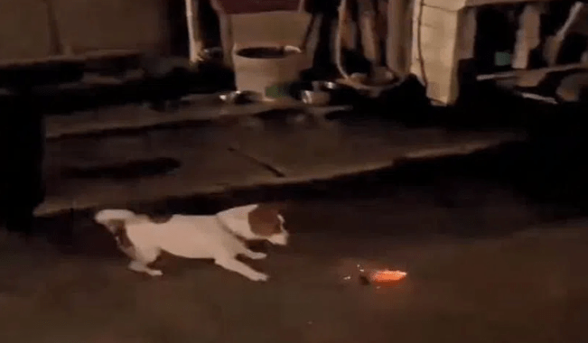 A Cute Dog Plays with Colorful Crackers