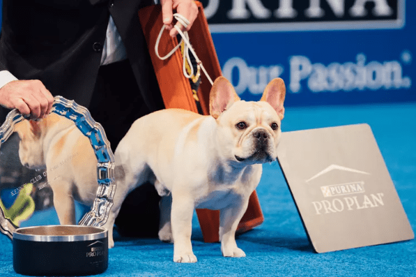 Một chú chó Bull Pháp tên là Winston giành chiến thắng trong chương trình xuất sắc nhất tại Triển lãm chó quốc gia 2022