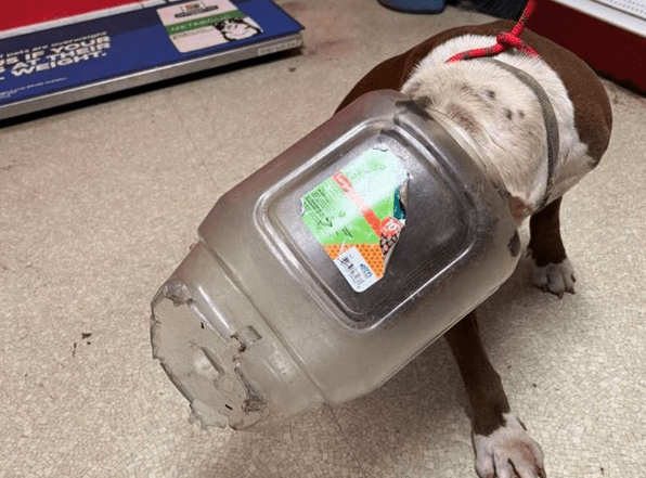 Chú chó Alabama sống sót trong nhiều tuần với máng ăn bằng nhựa trên đầu