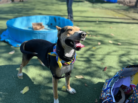 American pit bull terrier mix has lived with the San Diego Humane Society