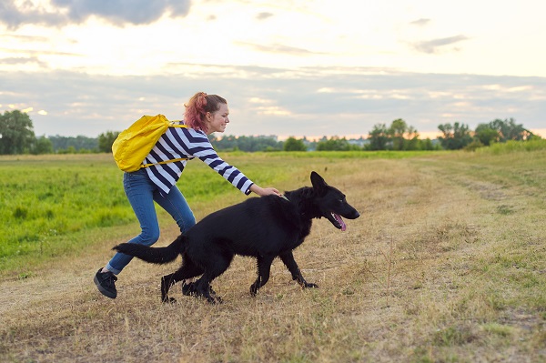 what is a black german shepherd