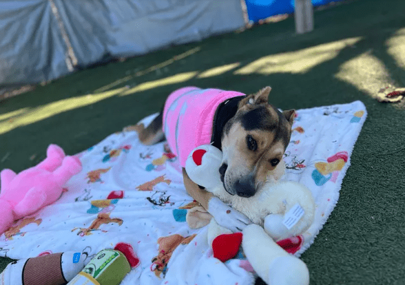 Calif. Rescue tổ chức tiệc sinh nhật cho chó