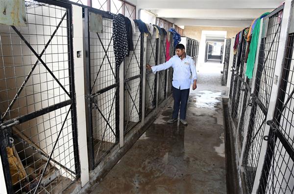 Chandigarh A Dog Pound with A Capacity of 310 Kennels to Be Operational by March Next Year