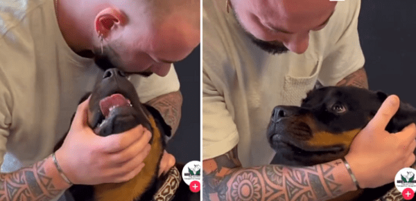 Chiropractor Resets Dog's Neck, Leaves His Dog Speechless
