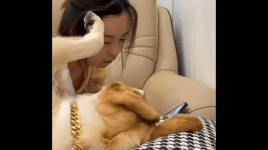 Watch A Cute Video: Dog Caresses Pet Mom’s Hair to Get Her Attention