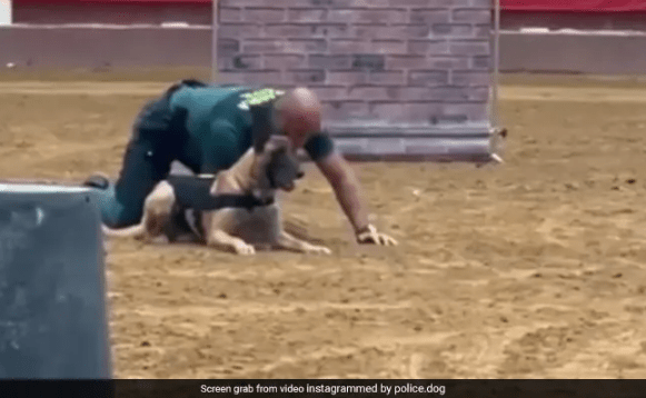 Watch: Security Dog’s Alertness Wins Hearts Online in A Mock Drill with His Handler