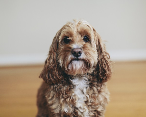 Một con chó giống hỗn hợp cockapoo, một con chó xù lai cocker spaniel, một con vật cưng trong gia đình có bộ lông xoăn màu nâu,chó lai Cockapoo