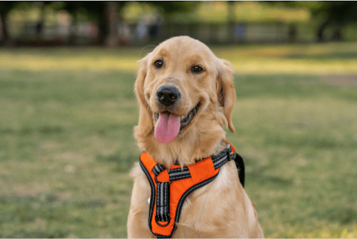 Hướng dẫn cơ bản để huấn luyện con chó của bạn đi bộ với một con chó khai thác DogExpress