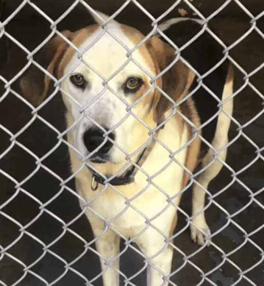 THE GREEN COUNTY ANIMAL SHELTER OF VIRGINIA