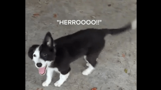 Watch: Talking Dog Says ‘hello’ To A Human Companion, Which Entertains People