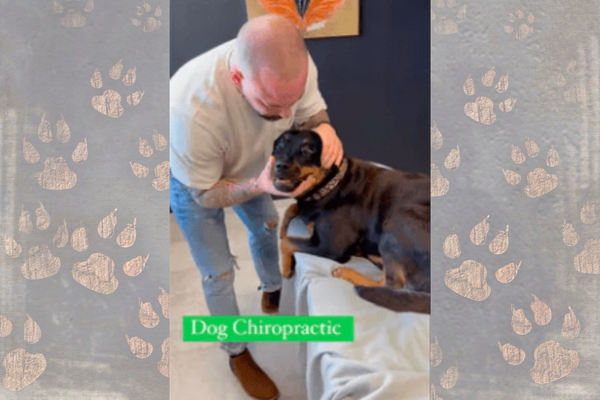 The Dog's Reaction to Chiropractic Therapy Is Hilariously Adorable