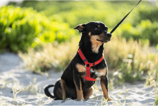 The Ultimate Guide to Training Your Dog to Walk with A Harness