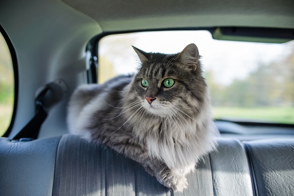 Mẹo để đảm bảo một chuyến du lịch an toàn và thoải mái cho mèo của bạn
