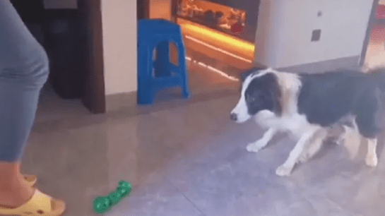 Watch A Viral Video of a Dog's Excellent Goalkeeping Skills