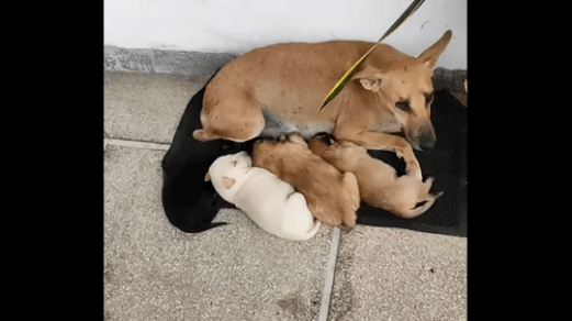 Watch A Woman Gives Shelter to Street Dogs at Her Home On a Rainy Day