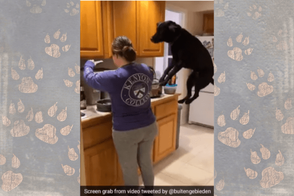 Watch An Excited Dog Jumps When It Sees Its Meal
