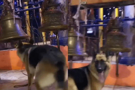 Watch Dog Ringing Temple Bell with Pure Love and Joy; Impress the netizens