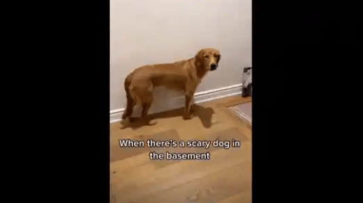 Watch Golden Retrievers Get Scared by Another ‘Dog’ Hiding in The Basement