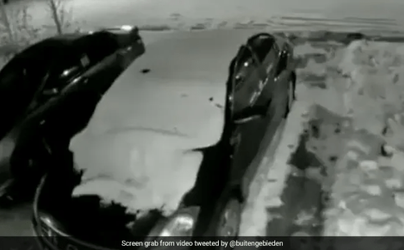 Watch What Happens When a Dog Owner Tries to Control Pet On Snow-Covered Road