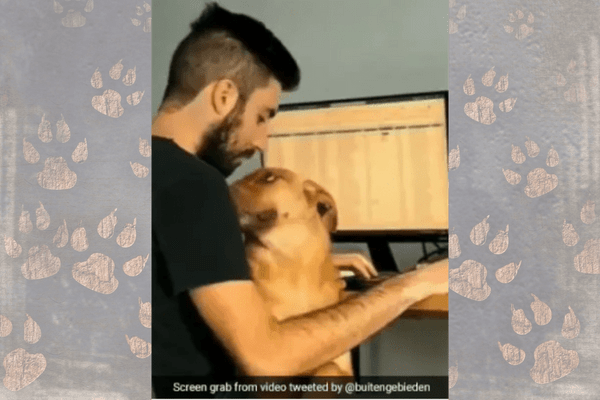 Video: When A Dog Demands Attention While Its Owner Is Working from Home