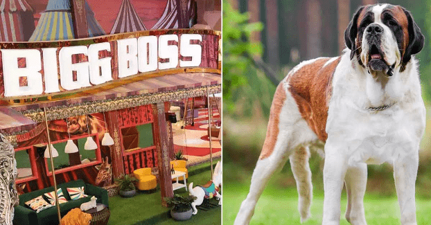 'Bigg Boss 16' A Cute Dog as A New Member Enters the House