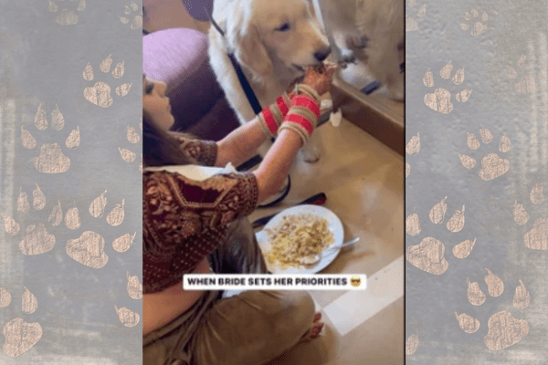 Bride Takes A Break During Makeup To Feed Her Pet Dog
