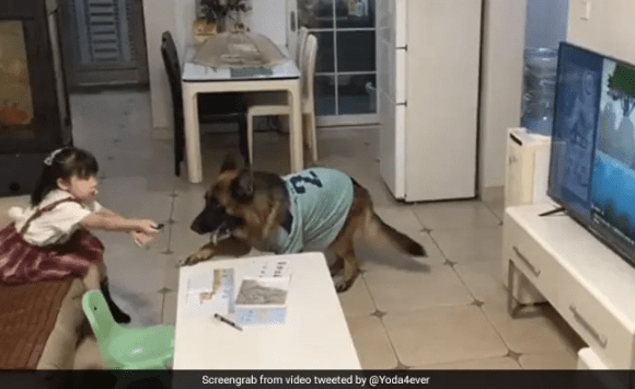 Watch: Dog Alerts Little Girl to Switch Off TV and Study as Father Comes Home