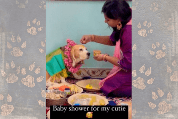 Dog Gets the Sweetest Baby Shower from Human Parent