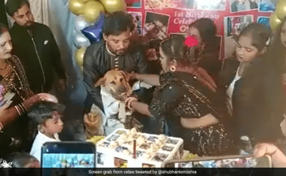 Gia đình tổ chức một bữa tiệc xa hoa để mừng sinh nhật chú chó cưng DogExpress