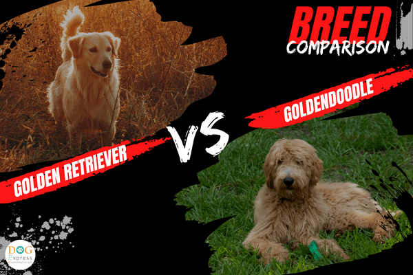 Golden Retriever vs. Goldendoodle Breed Comparison