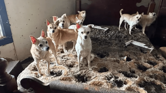Over 75 dogs were rescued from an abandoned home on Monday and transported to a shelter for treatment. (Animal Rescue Corps)
