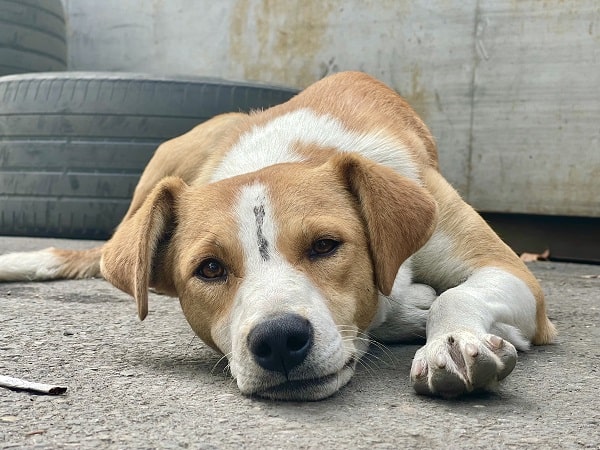 Seven People Booked for Beating a Stray Dog in Mohali